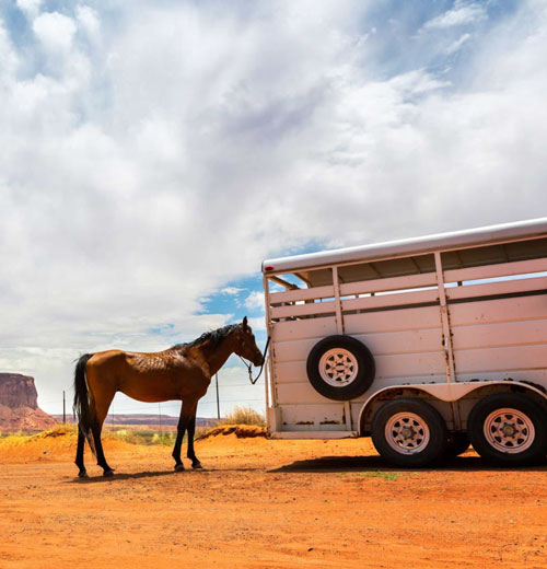 Brown horse standing next to a large horse trailer