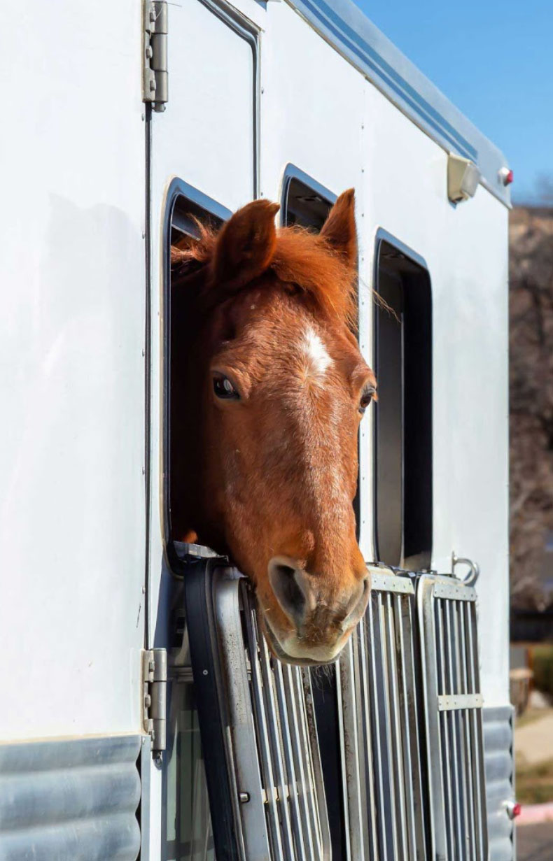 Brown horse sticking his head out of a horse trailer